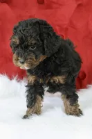 Cleopatra , a female Maltipoo for sale in Chouteau, OK – 2 of 6