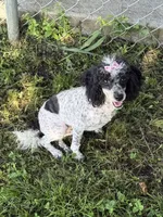 DESTINY , a female Poodle - Toy  for sale in Chouteau, OK – 3 of 8