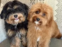 Bear, a male Maltipoo for sale in Chouteau, OK – 6 of 10
