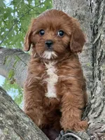 Rubina, a female Cavapoo for sale in Chouteau, OK – 8 of 8