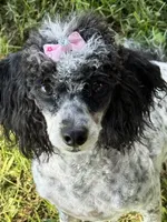DESTINY , a female Poodle - Toy  for sale in Chouteau, OK – 5 of 8