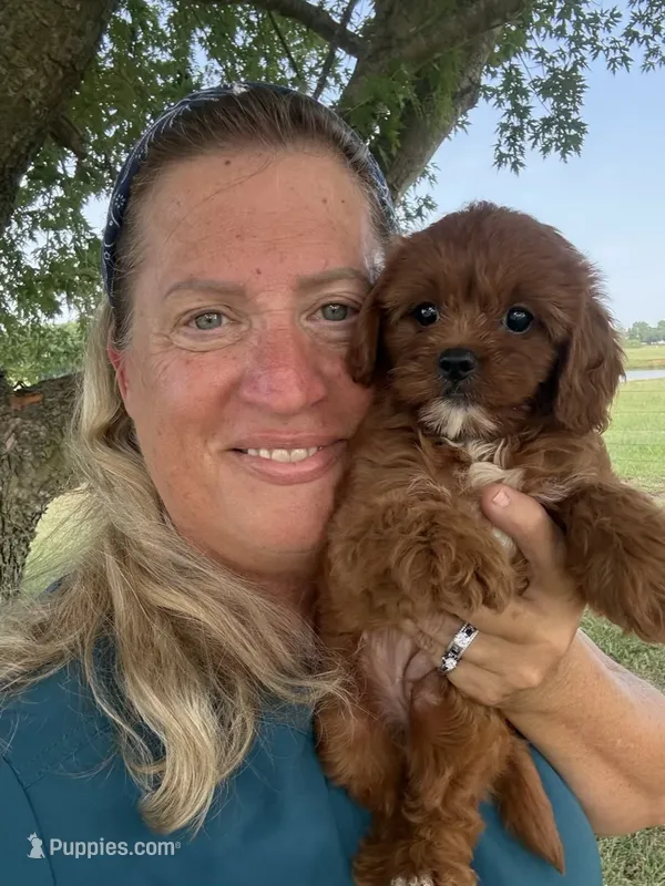 Rubina – Cavapoo puppy for sale in Chouteau, OK