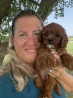 Rubina, a female Cavapoo for sale in Chouteau, OK – 1 of 8