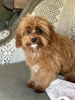 Bear, a male Maltipoo for sale in Chouteau, OK – 4 of 10