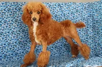 Liberty, a female Poodle - Miniature  for sale in Chouteau, OK – 3 of 9