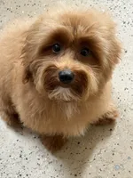 Bear, a male Maltipoo for sale in Chouteau, OK – 7 of 10