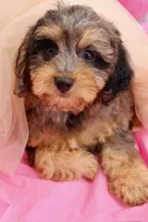 Hope, a female Cavapoo for sale in Chouteau, OK – 8 of 9