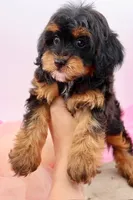 Mercy, a female Cavapoo for sale in Chouteau, OK – 5 of 10