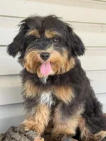 EDDIE, a male Maltipoo for sale in Chouteau, OK – 7 of 9