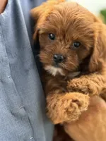 Rubina, a female Cavapoo for sale in Chouteau, OK – 4 of 8