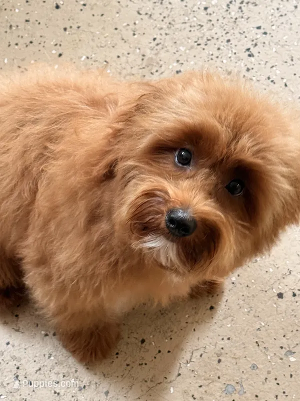 Bear – Maltipoo puppy for sale in Chouteau, OK