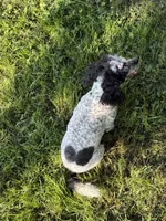 DESTINY , a female Poodle - Toy  for sale in Chouteau, OK – 6 of 8