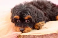 Mercy, a female Cavapoo for sale in Chouteau, OK – 3 of 10