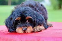 Mercy, a female Cavapoo for sale in Chouteau, OK – 6 of 10