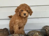 Barron ( Teacup) , a male Maltipoo for sale in Chouteau, OK – 6 of 10