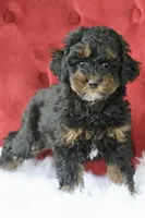 Cleopatra , a female Maltipoo for sale in Chouteau, OK – 6 of 6