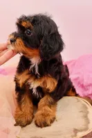 Mercy, a female Cavapoo for sale in Chouteau, OK – 7 of 10