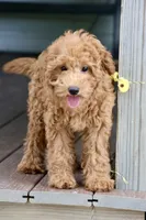 Cobbler, a male Maltipoo for sale in Chouteau, OK – 2 of 9