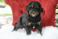 Cleopatra , a female Maltipoo for sale in Chouteau, OK – 4 of 6