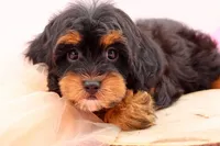 Mercy, a female Cavapoo for sale in Chouteau, OK – 9 of 10
