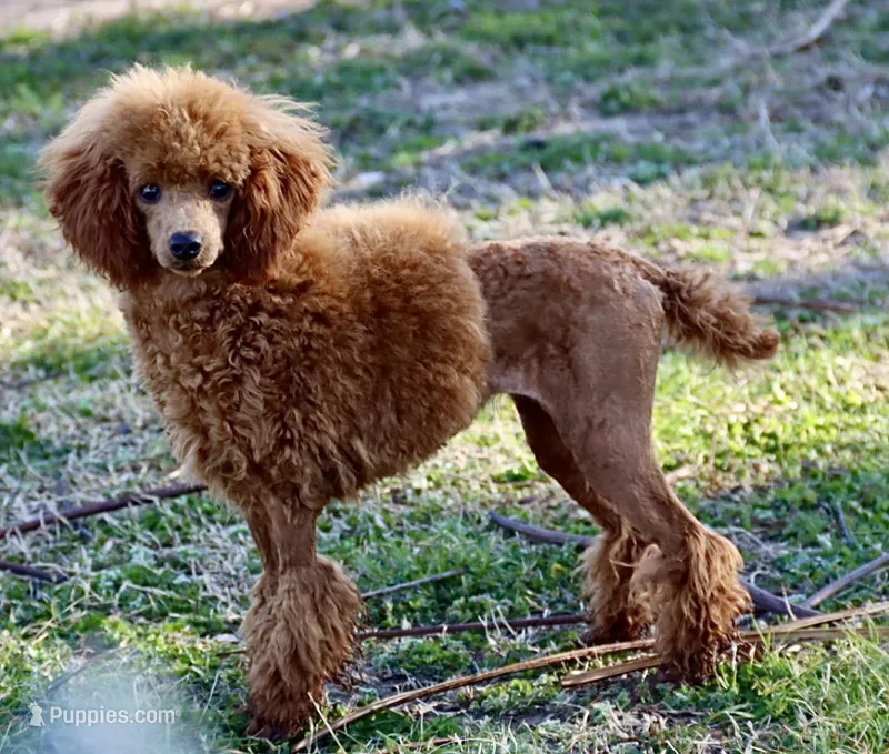 SCARLET  – Poodle - Miniature  puppy for sale in Chouteau, OK