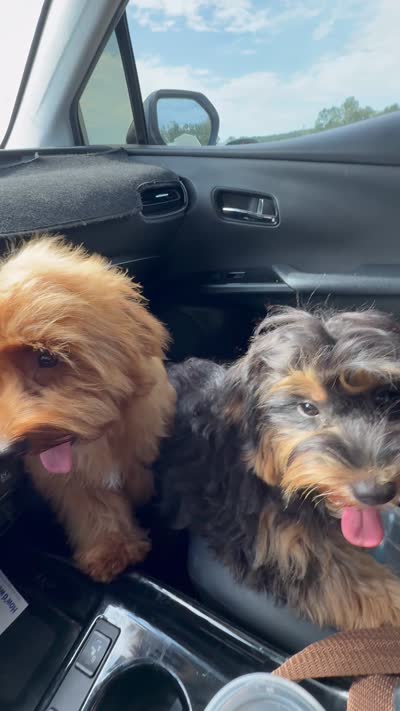 Bear, a male Maltipoo for sale in Chouteau, OK – 10 of 10
