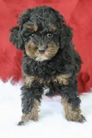 Cleopatra , a female Maltipoo for sale in Chouteau, OK – 3 of 6