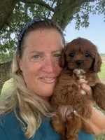 Rubina, a female Cavapoo for sale in Chouteau, OK – 2 of 8
