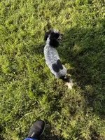DESTINY , a female Poodle - Toy  for sale in Chouteau, OK – 7 of 8