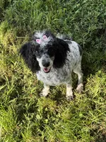 DESTINY , a female Poodle - Toy  for sale in Chouteau, OK – 4 of 8