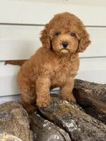 Barron ( Teacup) , a male Maltipoo for sale in Chouteau, OK – 2 of 10