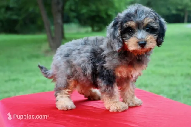 Hope – Cavapoo puppy for sale in Chouteau, OK
