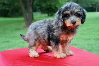 Hope, a female Cavapoo for sale in Chouteau, OK – 1 of 9