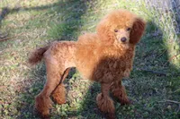 SCARLET , a female Poodle - Miniature  for sale in Chouteau, OK – 2 of 6