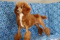 Liberty, a female Poodle - Miniature  for sale in Chouteau, OK – 4 of 9