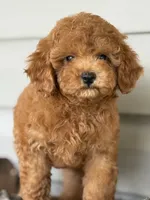 Barron ( Teacup) , a male Maltipoo for sale in Chouteau, OK – 8 of 10