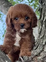 Rubina, a female Cavapoo for sale in Chouteau, OK – 3 of 8