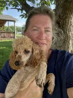 SCARLET , a female Poodle - Miniature  for sale in Chouteau, OK – 6 of 6