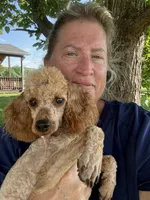 SCARLET , a female Poodle - Miniature  for sale in Chouteau, OK – 5 of 6