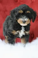 Ramsey, a male Maltipoo for sale in Chouteau, OK – 5 of 6