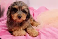 Hope, a female Cavapoo for sale in Chouteau, OK – 9 of 9