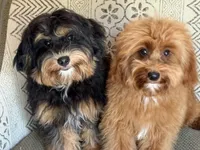 EDDIE, a male Maltipoo for sale in Chouteau, OK – 5 of 9