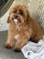 Bear, a male Maltipoo for sale in Chouteau, OK – 2 of 10