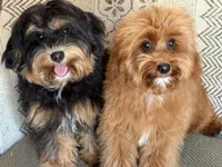 EDDIE, a male Maltipoo for sale in Chouteau, OK – 6 of 9