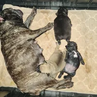 King, a male French Bulldog for sale in Griffin, GA – Photo 7 of 9