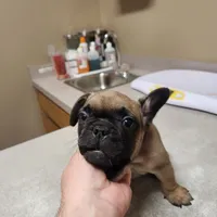King, a male French Bulldog for sale in Griffin, GA – Photo 6 of 9