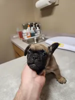 King, a male French Bulldog for sale in Griffin, GA – Photo 6 of 10