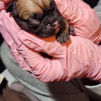 King, a male French Bulldog for sale in Griffin, GA – Photo 8 of 9