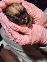 King, a male French Bulldog for sale in Griffin, GA – Photo 8 of 10