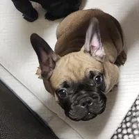 King, a male French Bulldog for sale in Griffin, GA – Photo 1 of 9